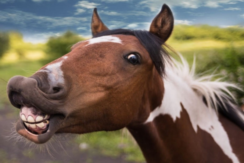 Horse Humour