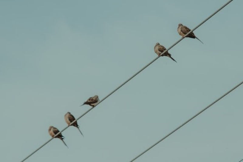 Birds on a Wire