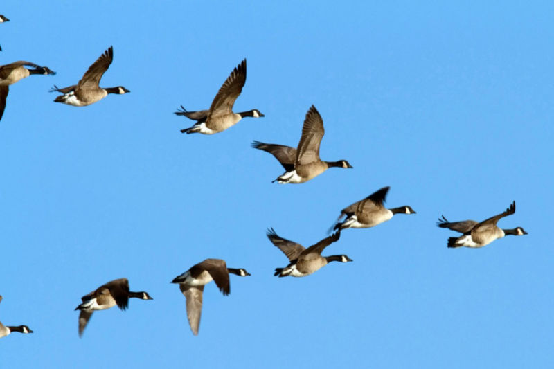 Lessons From Animals